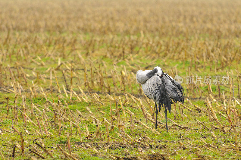 在迁徙季节的普通鹤(Grus Grus)